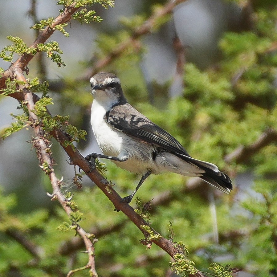 Eastern Violet-backed Sunbird - ML645694911