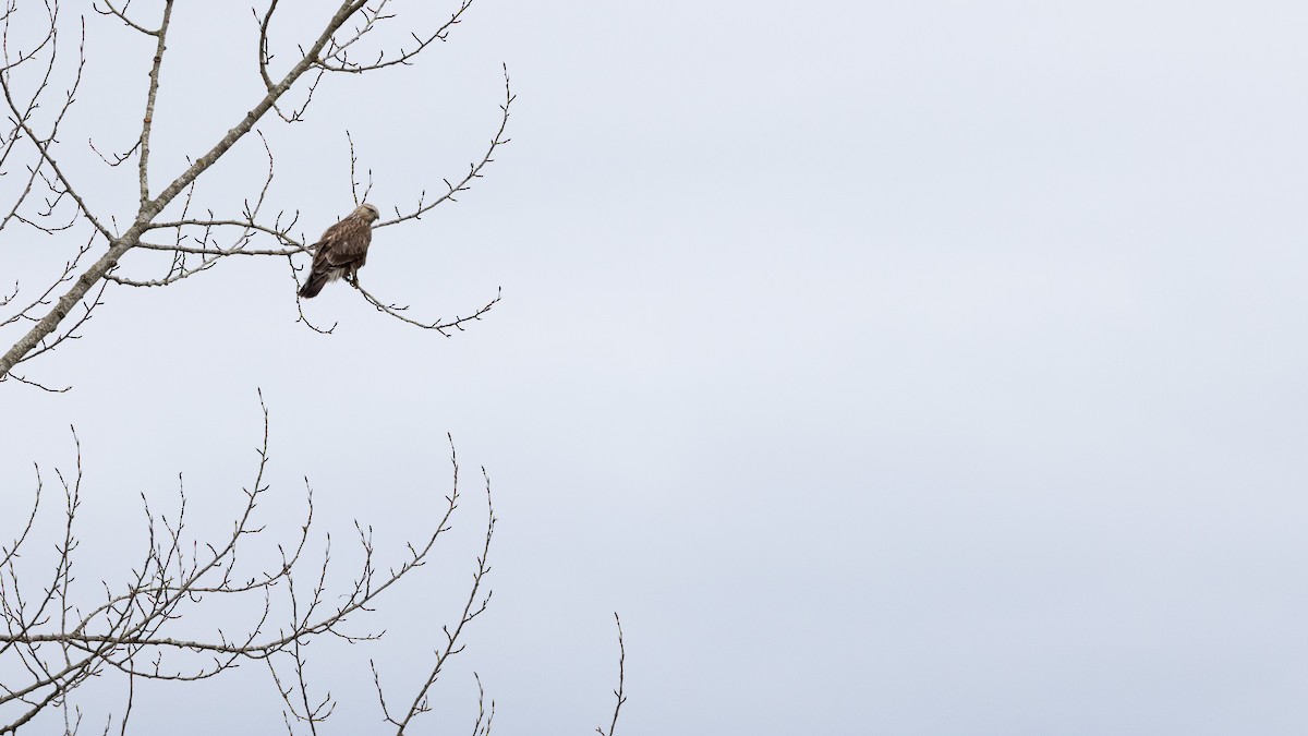 Rough-legged Hawk - ML645694913