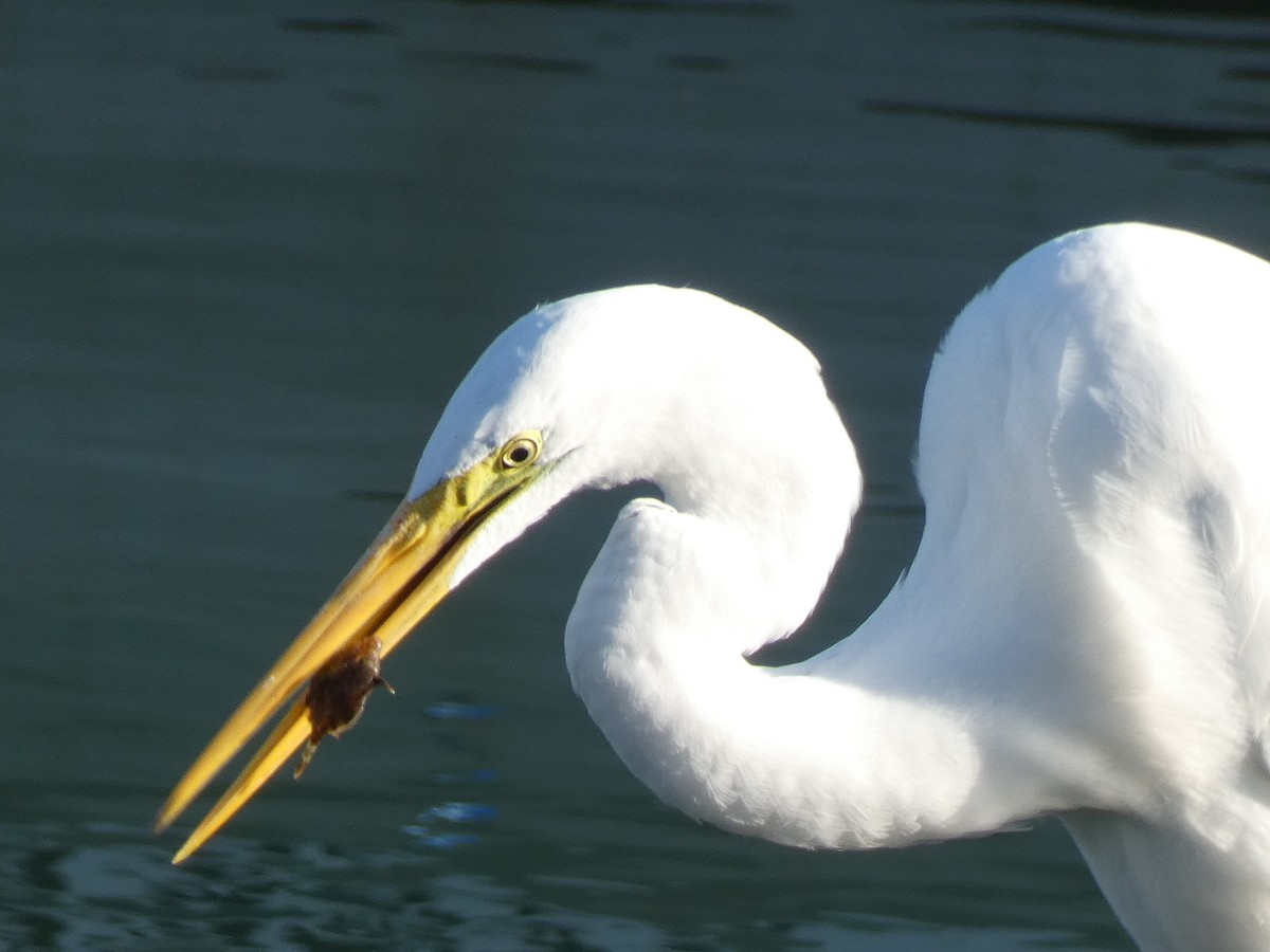 Большая белая цапля (alba) - ML645694915