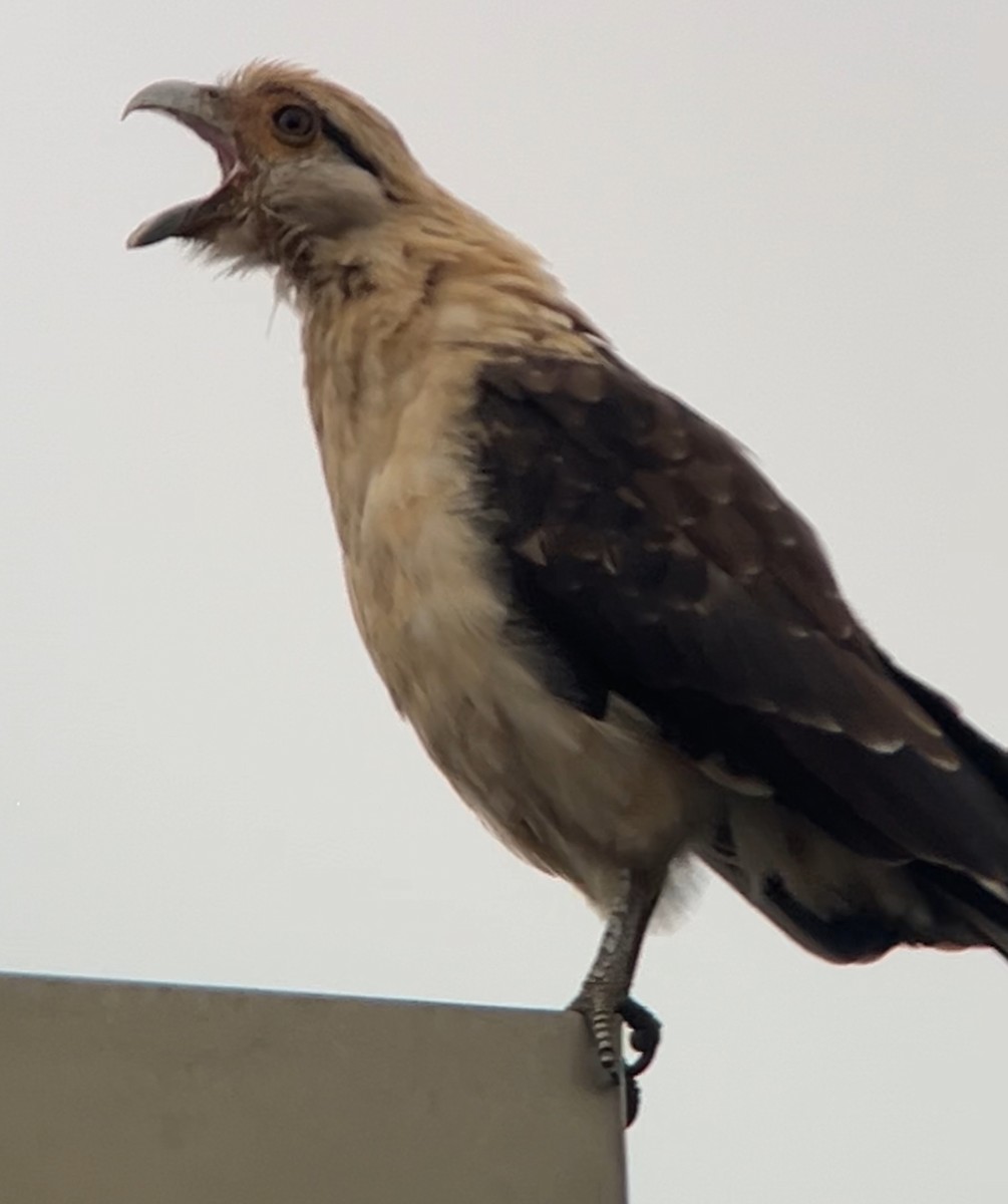 Yellow-headed Caracara - ML645694920
