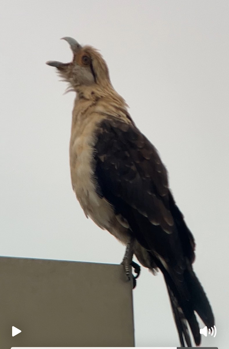Yellow-headed Caracara - ML645694923