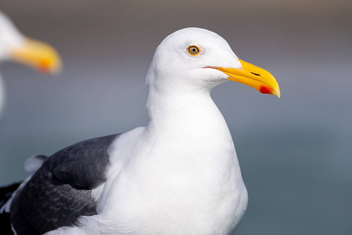 アメリカオオセグロカモメ - ML645694934