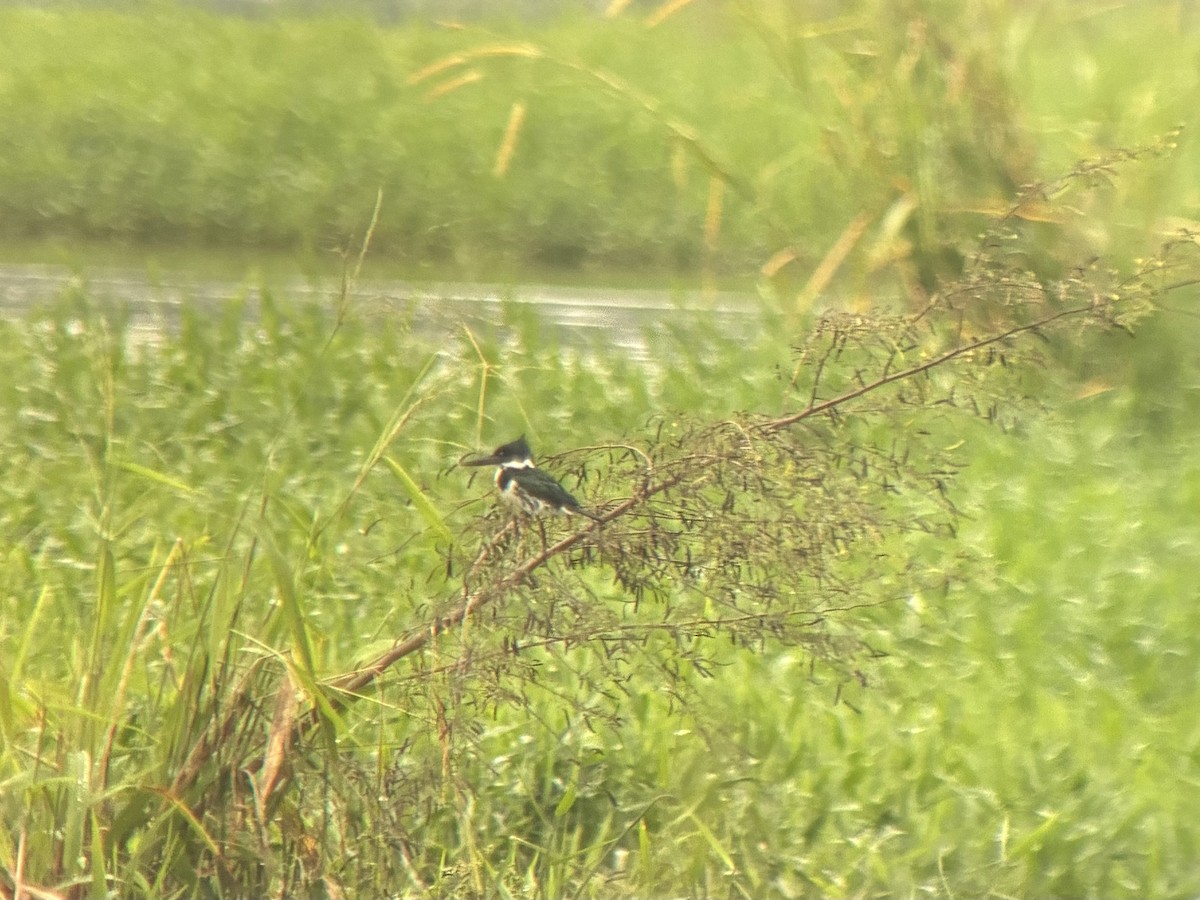 rybařík amazonský - ML645694936