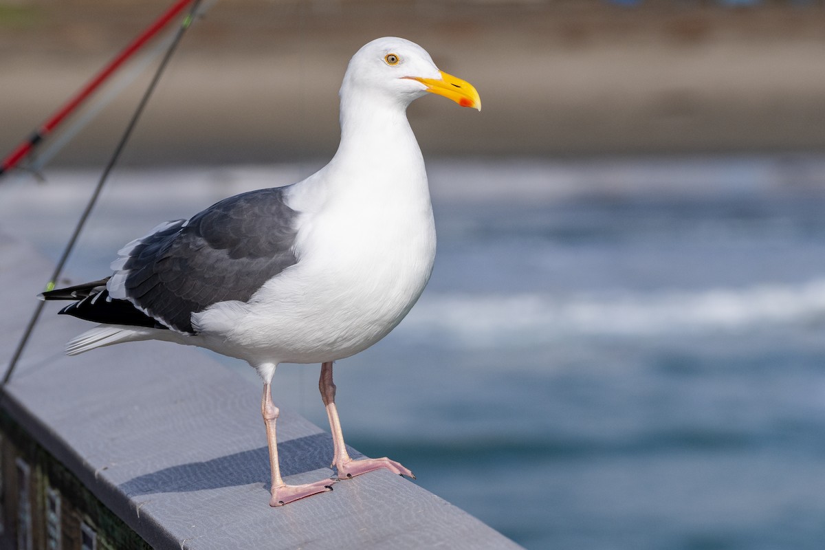 Западная чайка - ML645694937