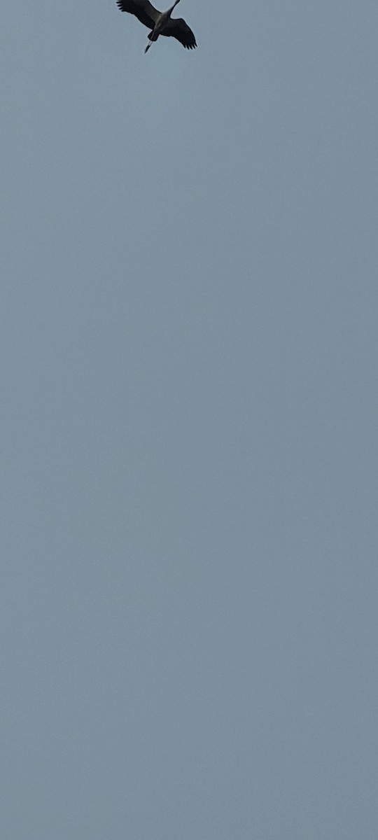 Индийский аист-разиня - ML645694939