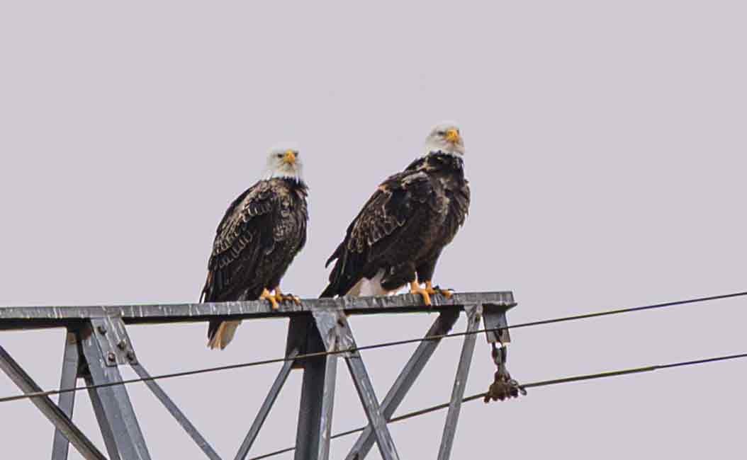 Белоголовый орлан - ML645694941