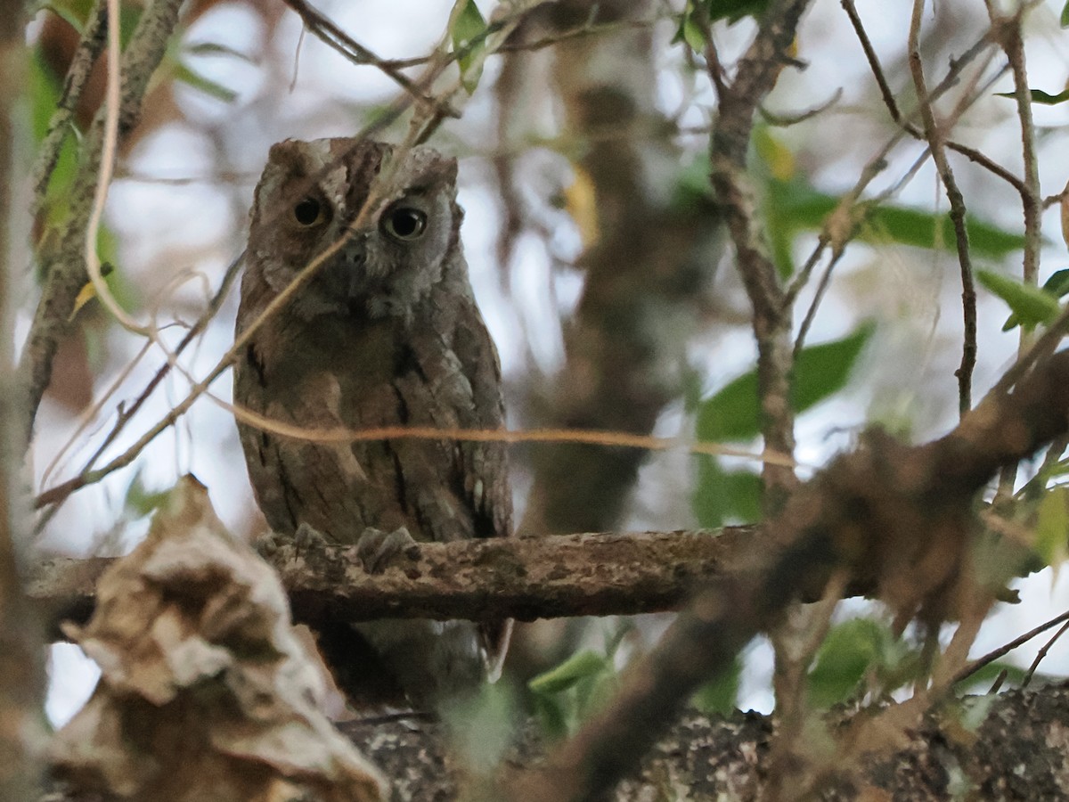 Аравийская сплюшка - ML645694942