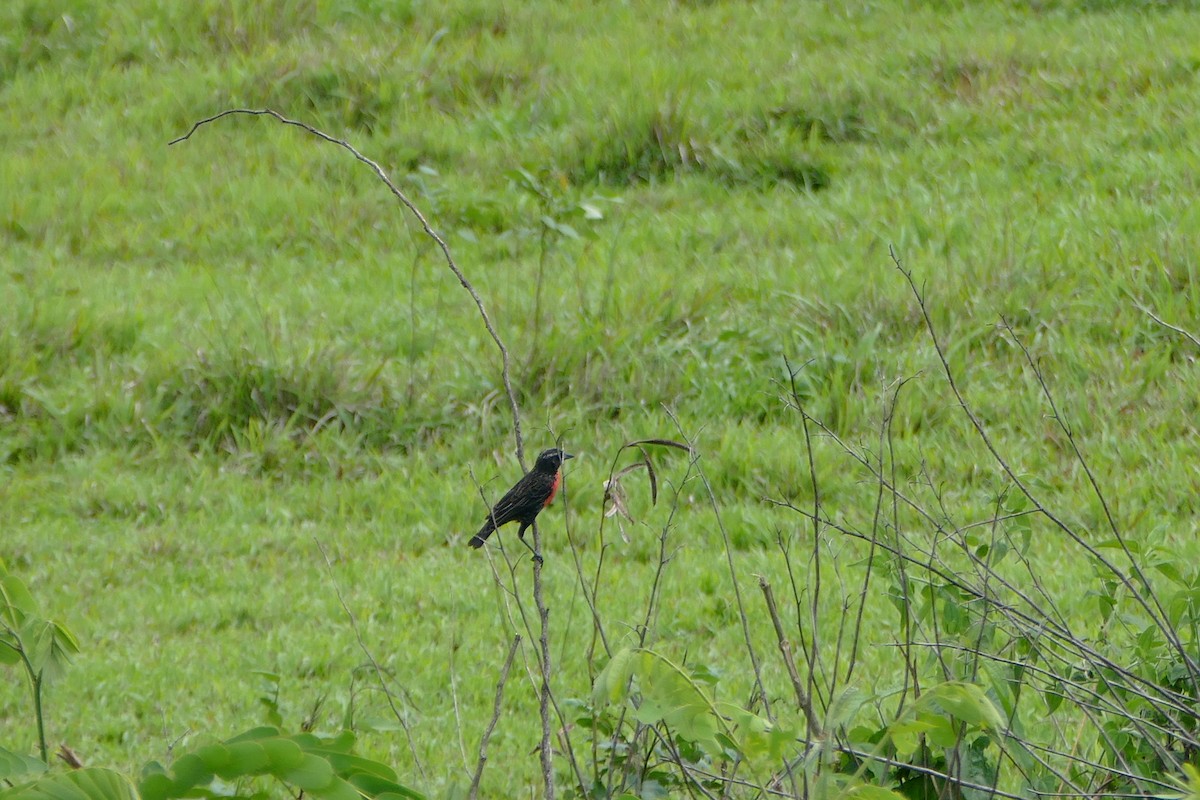 Красногрудая лойка - ML645694943