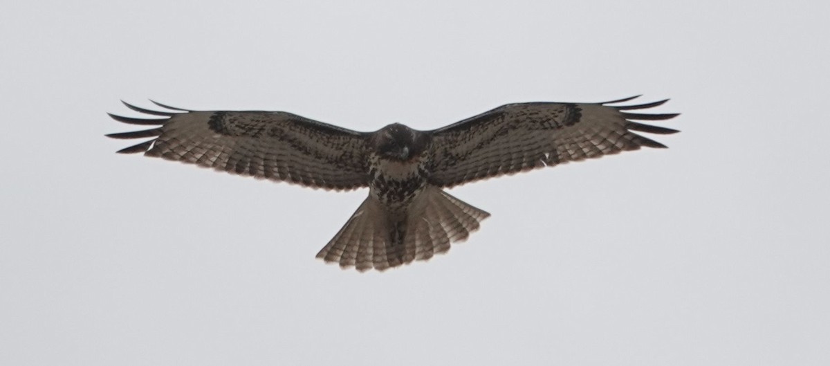 Краснохвостый канюк (calurus/alascensis) - ML645694944