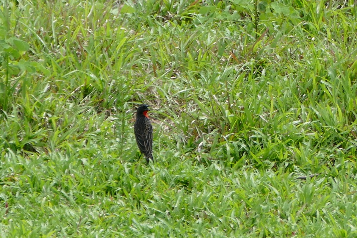 Красногрудая лойка - ML645694945