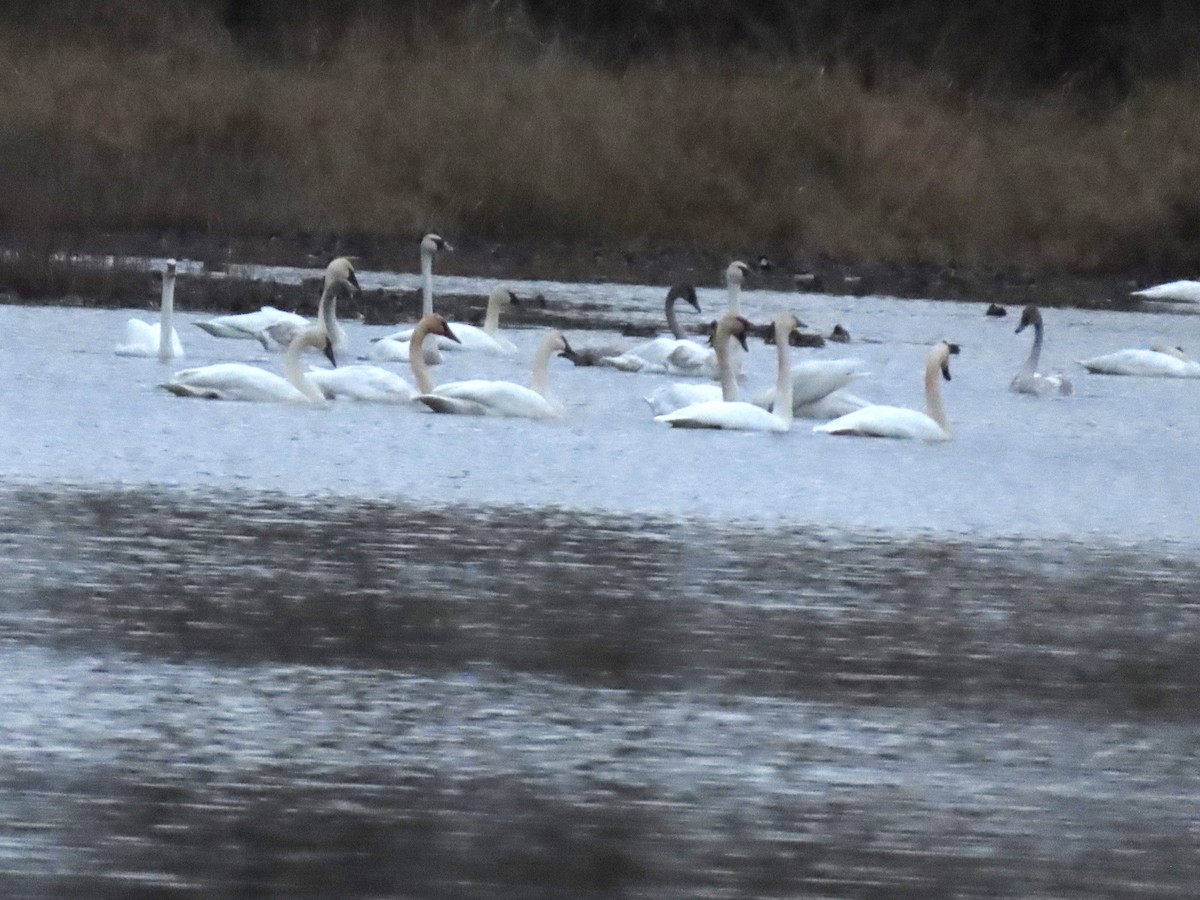 Лебедь-трубач - ML645694946