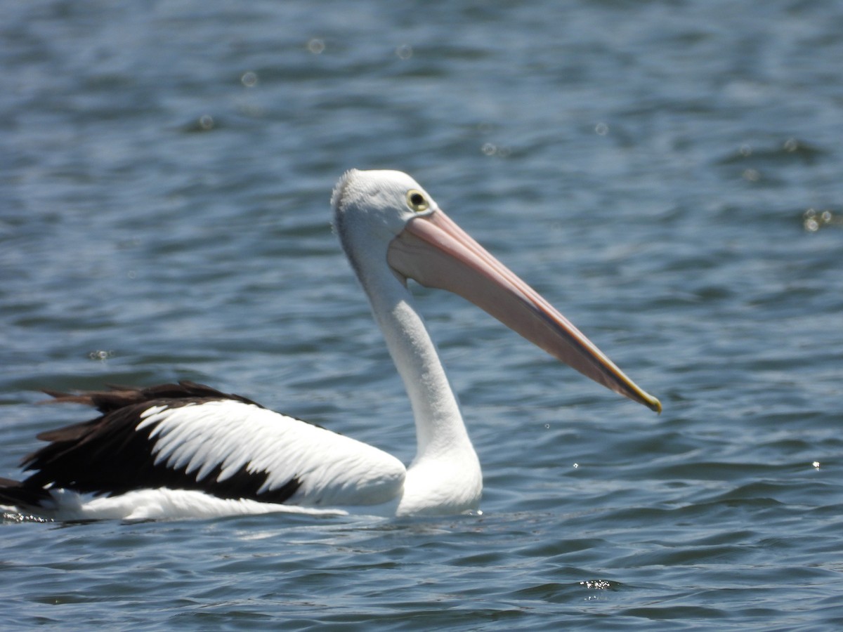 Австралийский пеликан - ML645694948