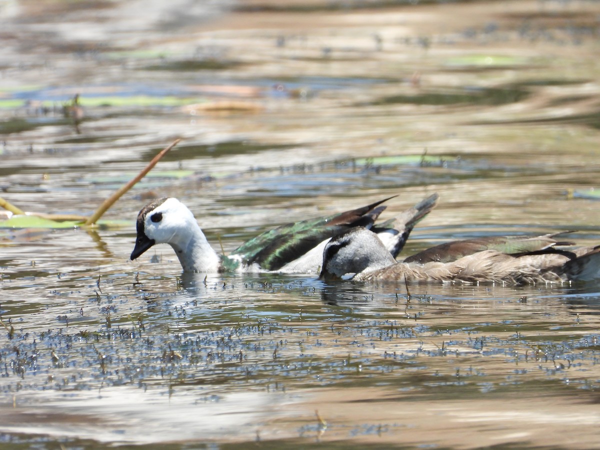 Хлопковый блестящий чирок - ML645694949