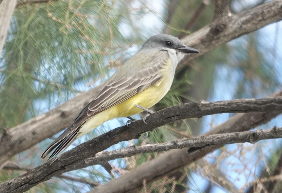 Серогрудый тиранн - ML645694950