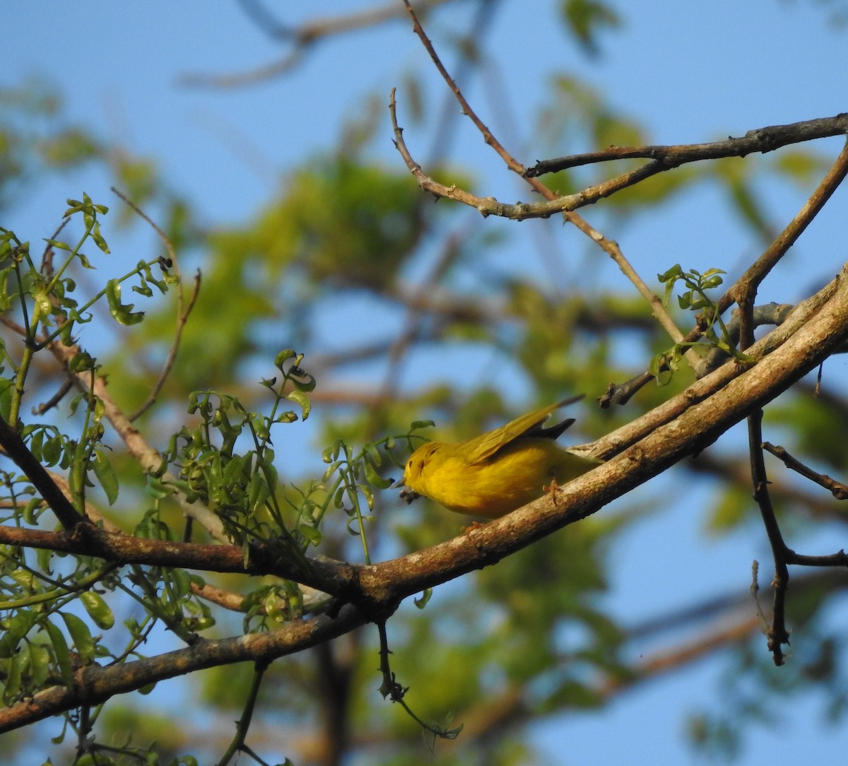 Northern Yellow Warbler - ML645694951