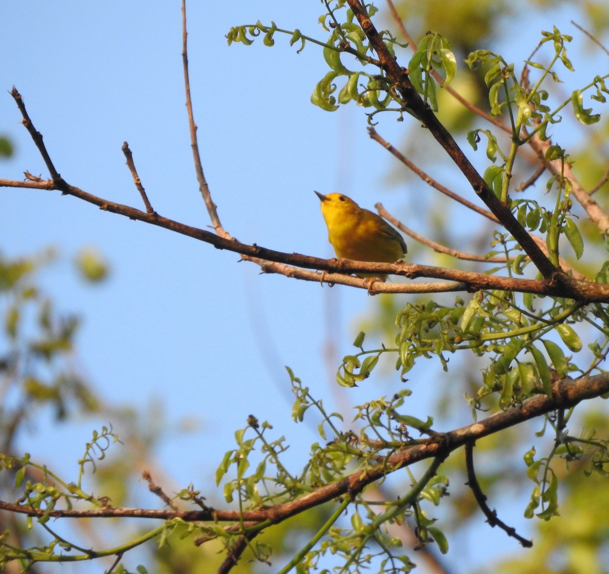 Northern Yellow Warbler - ML645694952