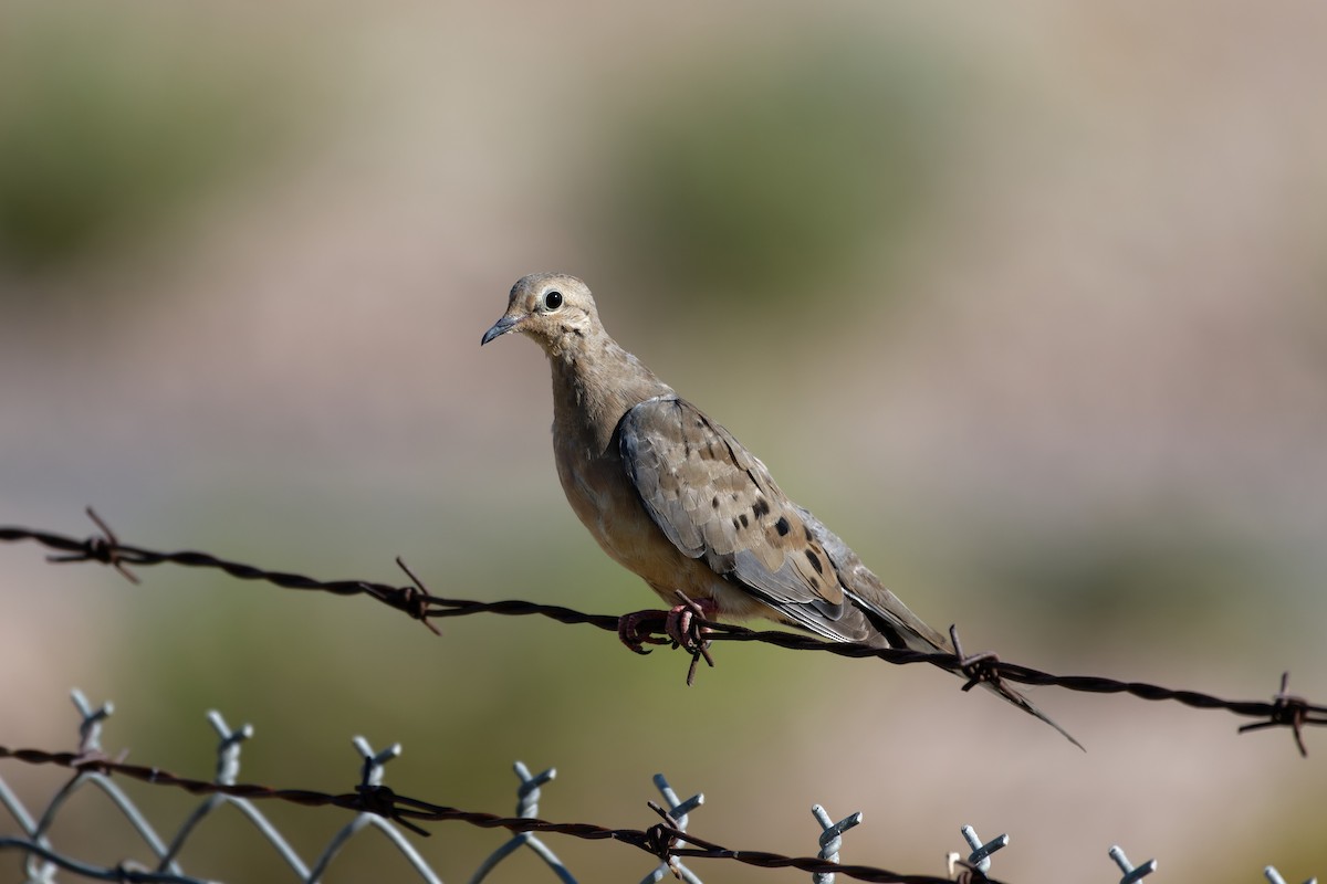 Плачущая горлица - ML645694953