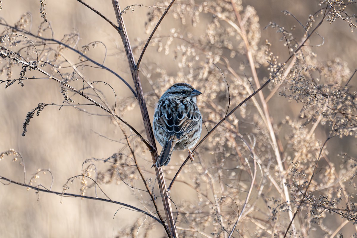Певчая овсянка - ML645694954