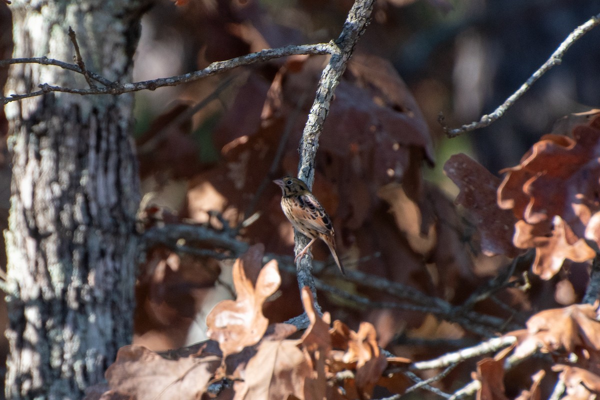 Рыжекрылая овсянка-барсучок - ML645694957