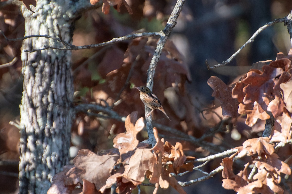 Рыжекрылая овсянка-барсучок - ML645694958