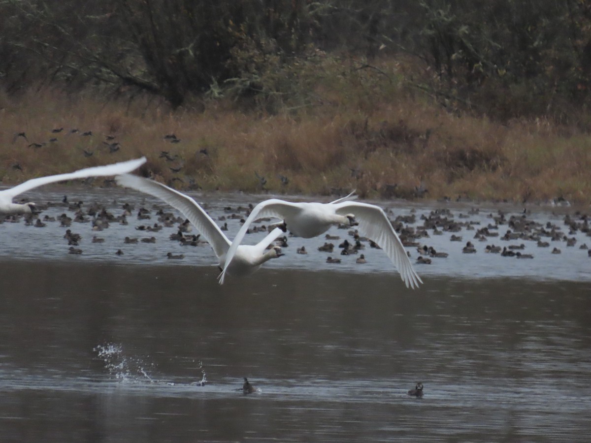 Лебедь-трубач - ML645694959