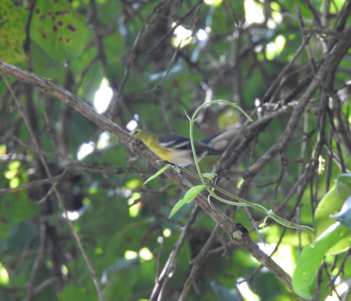 Желтогорлый виреон - ML645694960