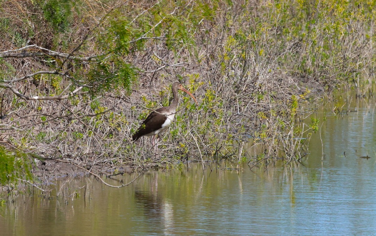 Белый ибис - ML645694961