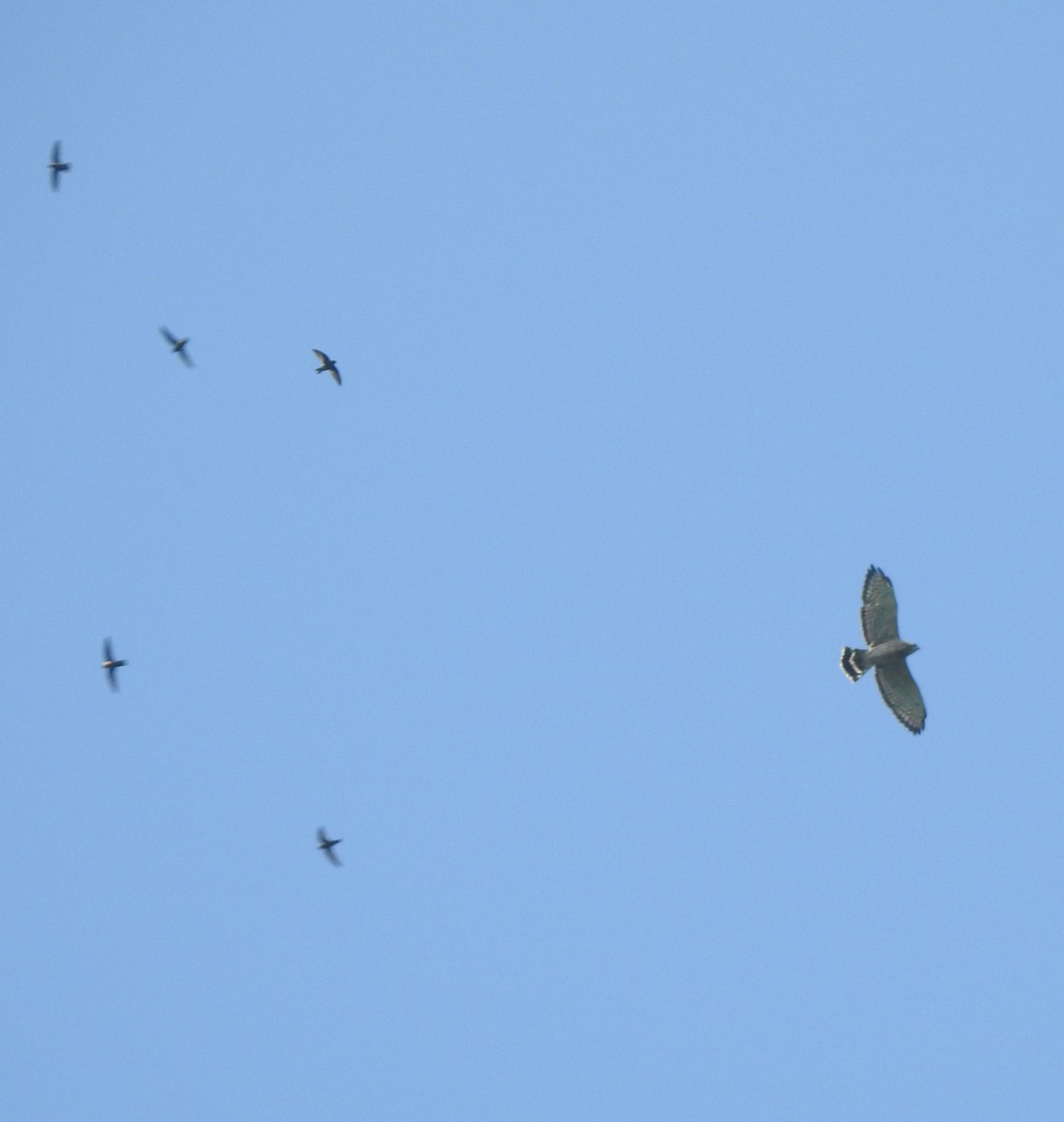 Ширококрылый канюк - ML645694964