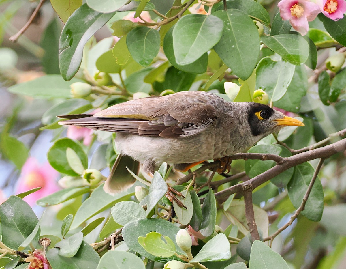 Черношапочная манорина - ML645694965