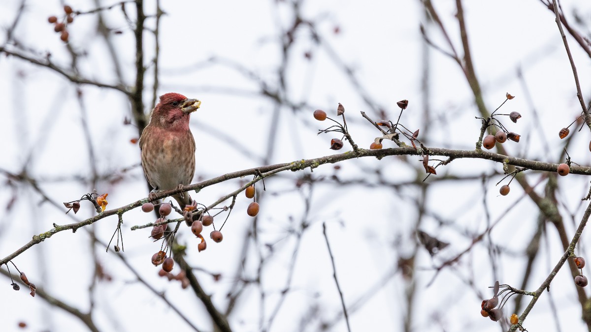 Пурпурная чечевица (californicus) - ML645694966