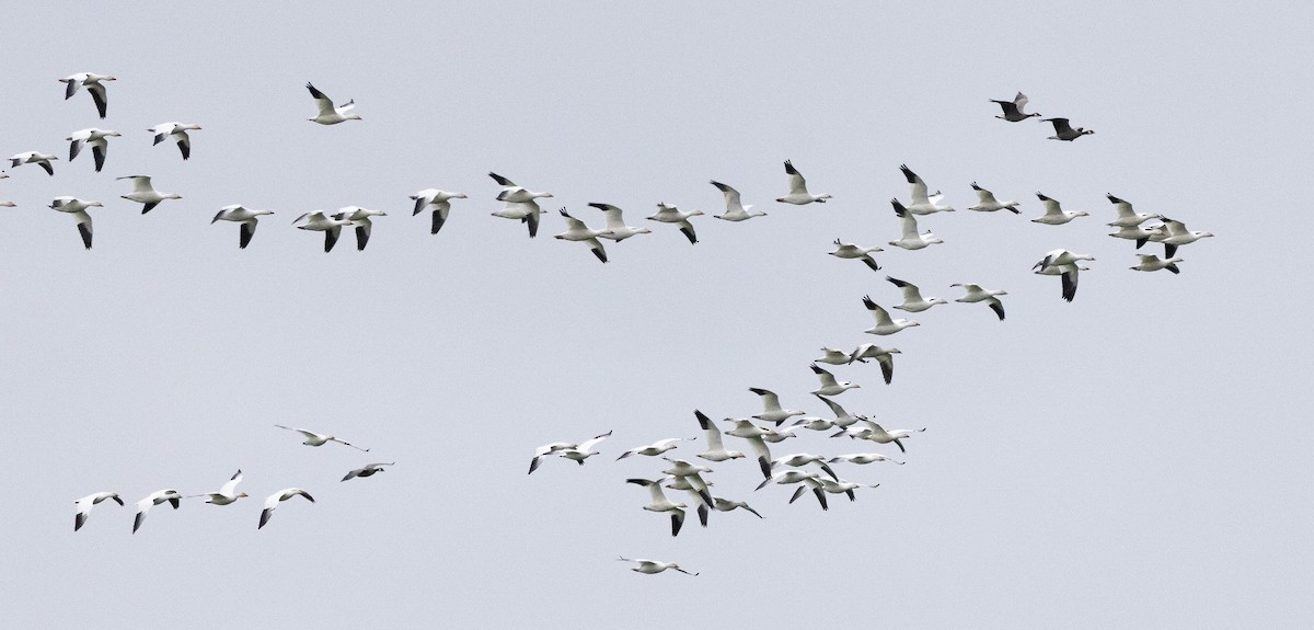 Белый гусь - ML645694968