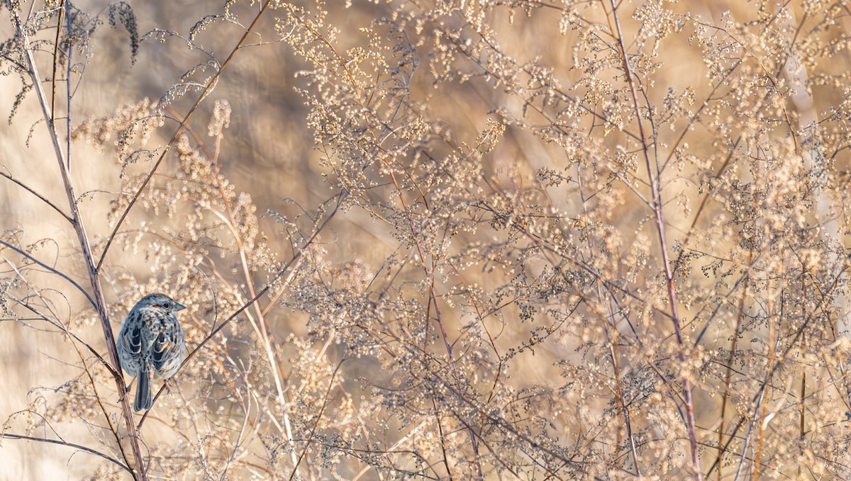 Певчая овсянка - ML645694970