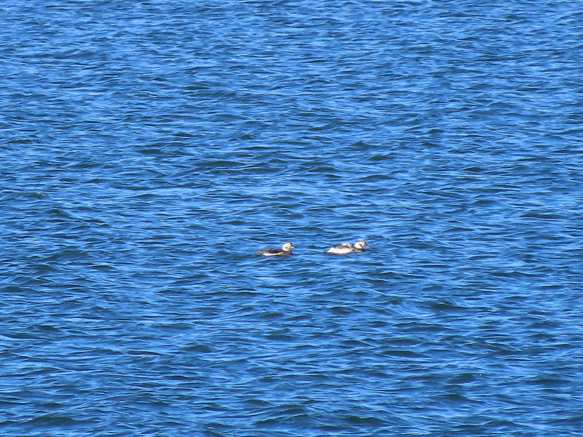 長尾鴨 - ML645694972