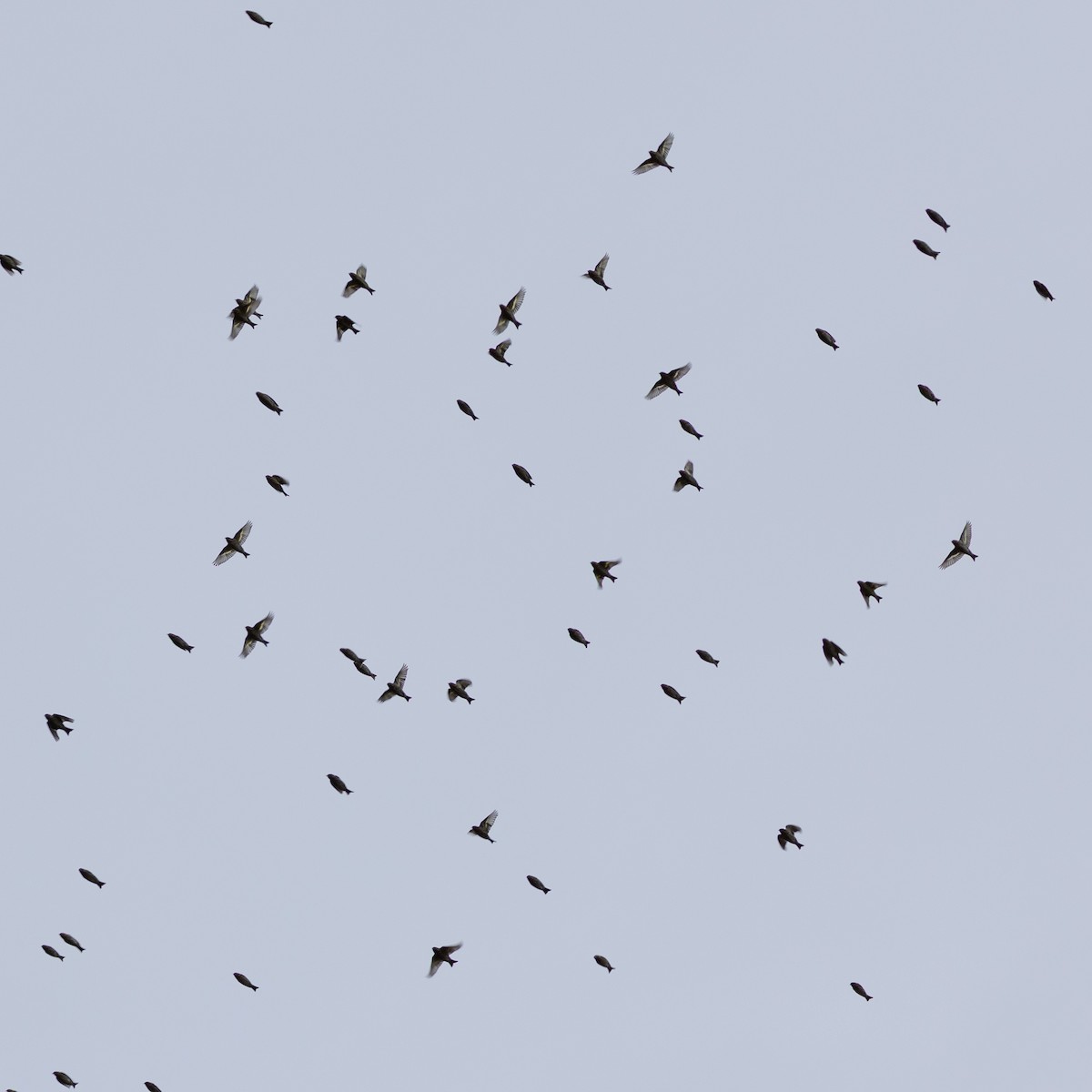 Pine Siskin - ML645694976