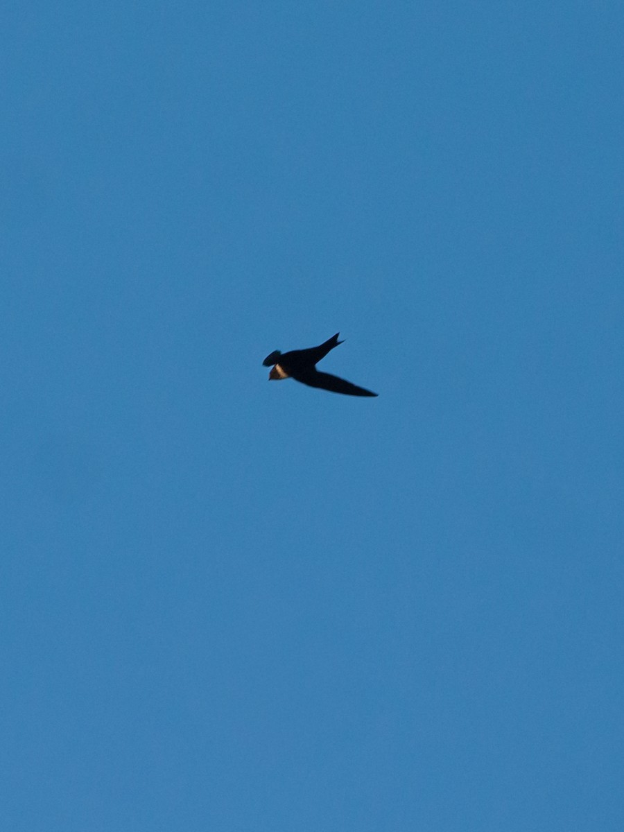 White-collared Swift - ML645694982