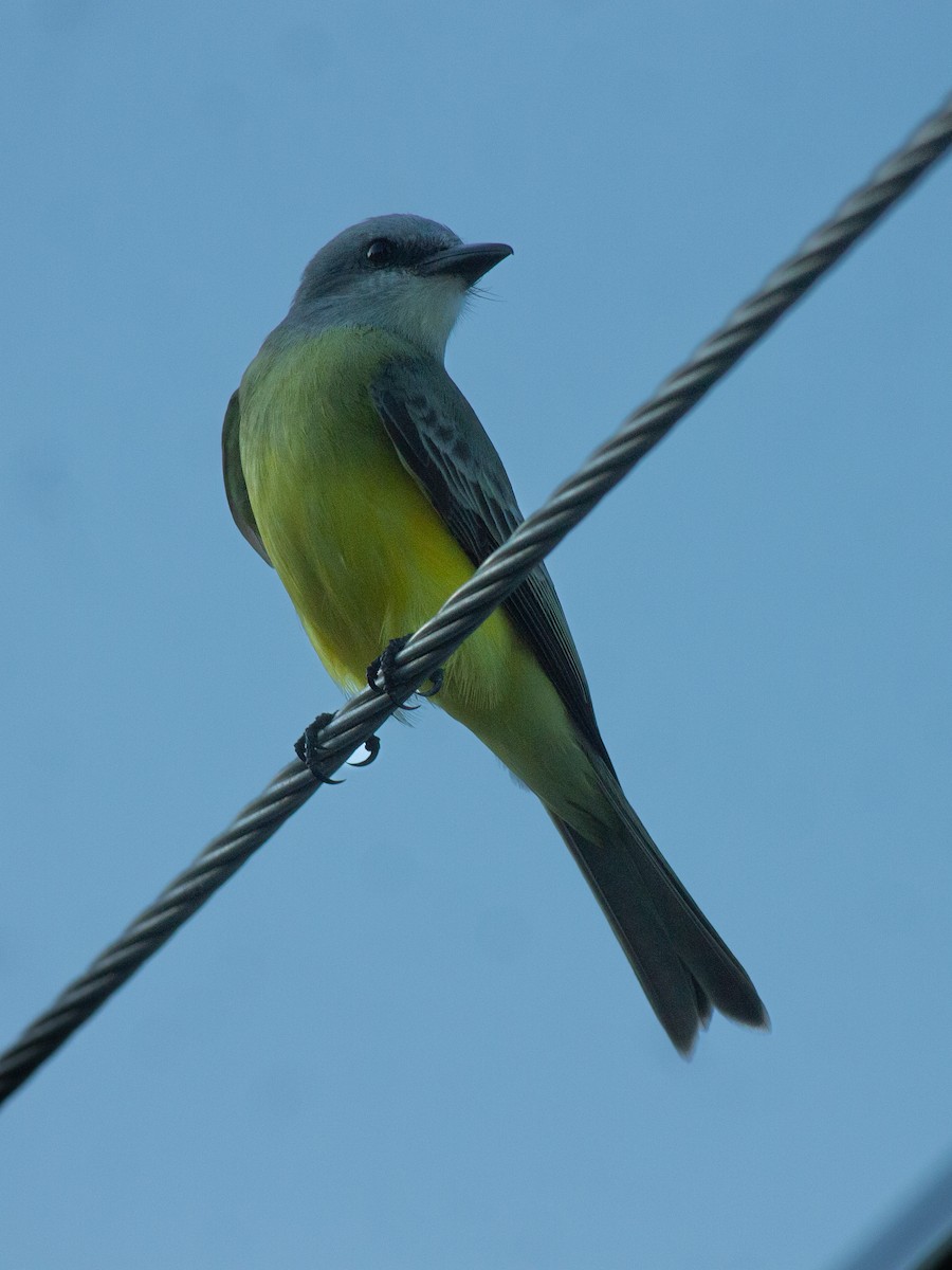 Tropical Kingbird - ML645694986