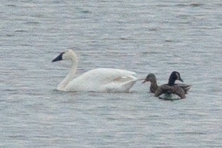 labuť trubač/labuť malá - ML645694989