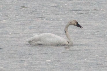 labuť trubač/labuť malá - ML645694990