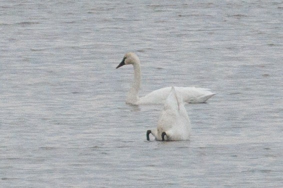 labuť trubač/labuť malá - ML645694991