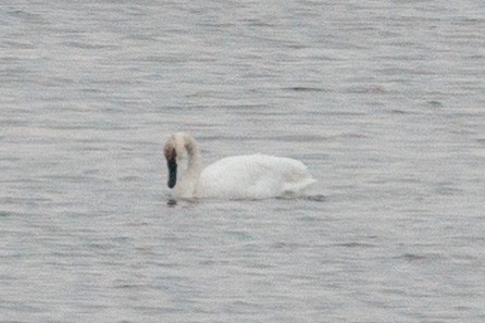 labuť trubač/labuť malá - ML645694992