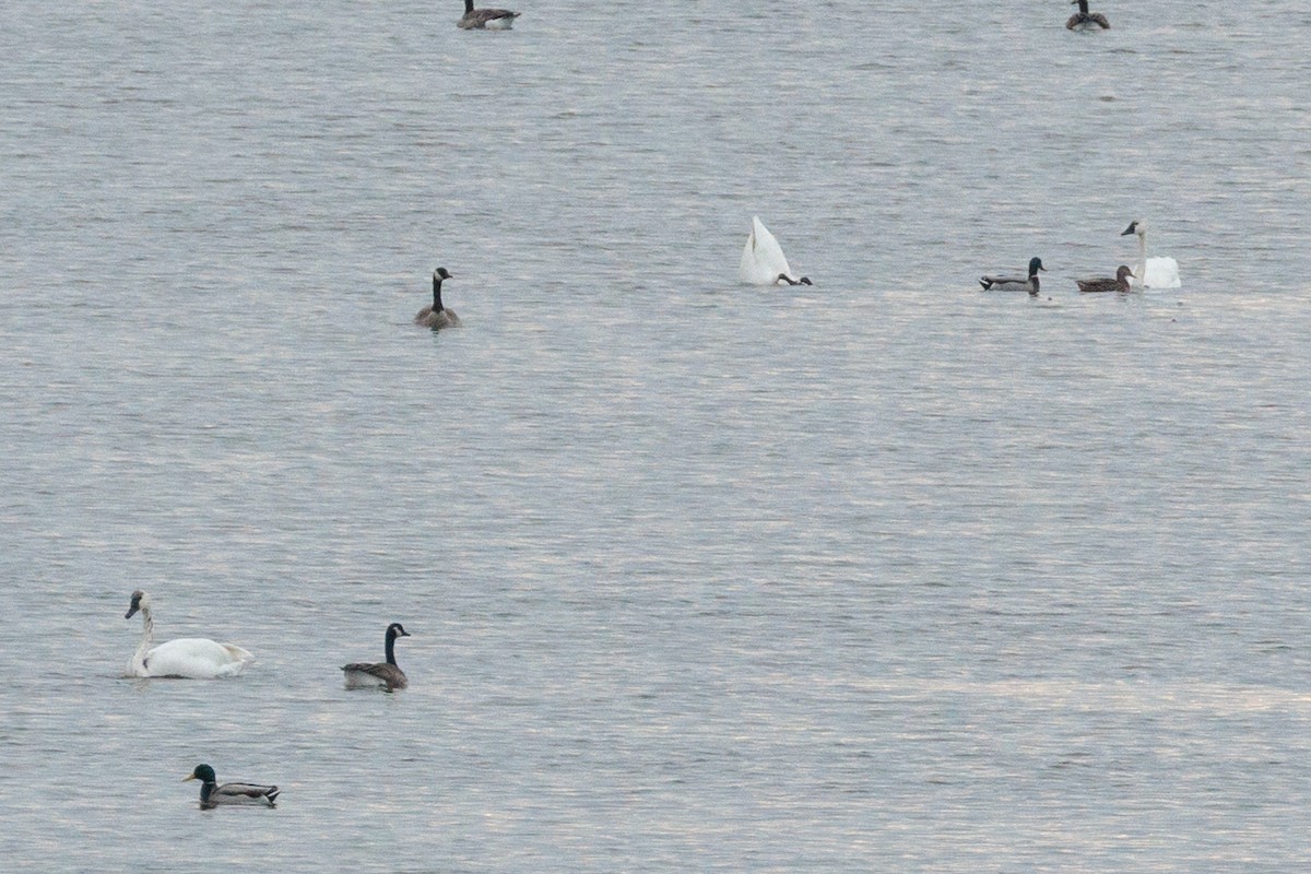 labuť trubač/labuť malá - ML645694995