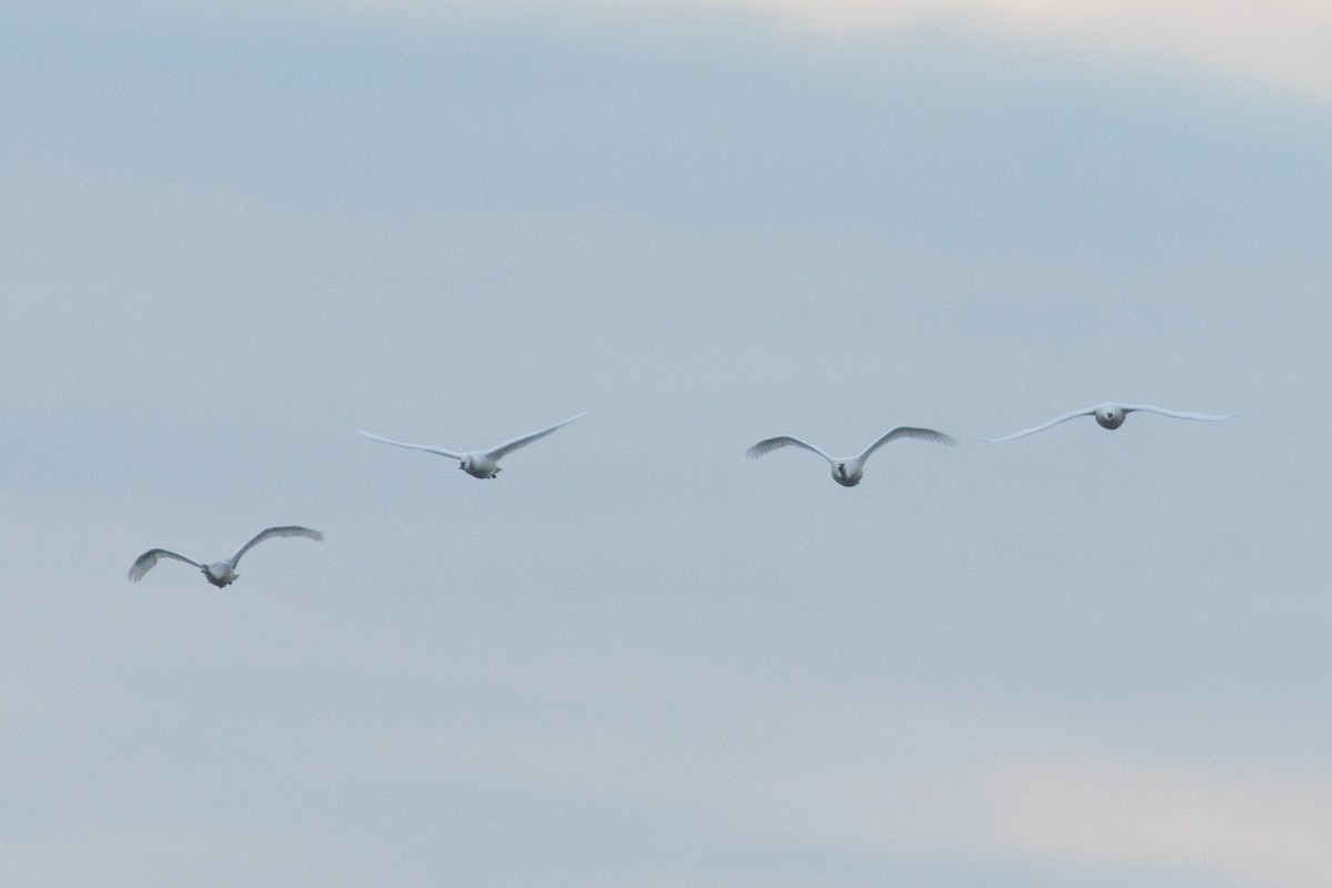 labuť trubač/labuť malá - ML645694996