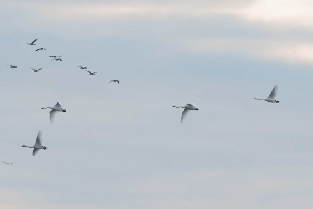 labuť trubač/labuť malá - ML645694997