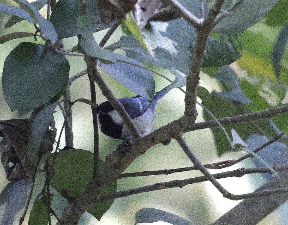 Asian Tit (Cinereous) - ML645695001