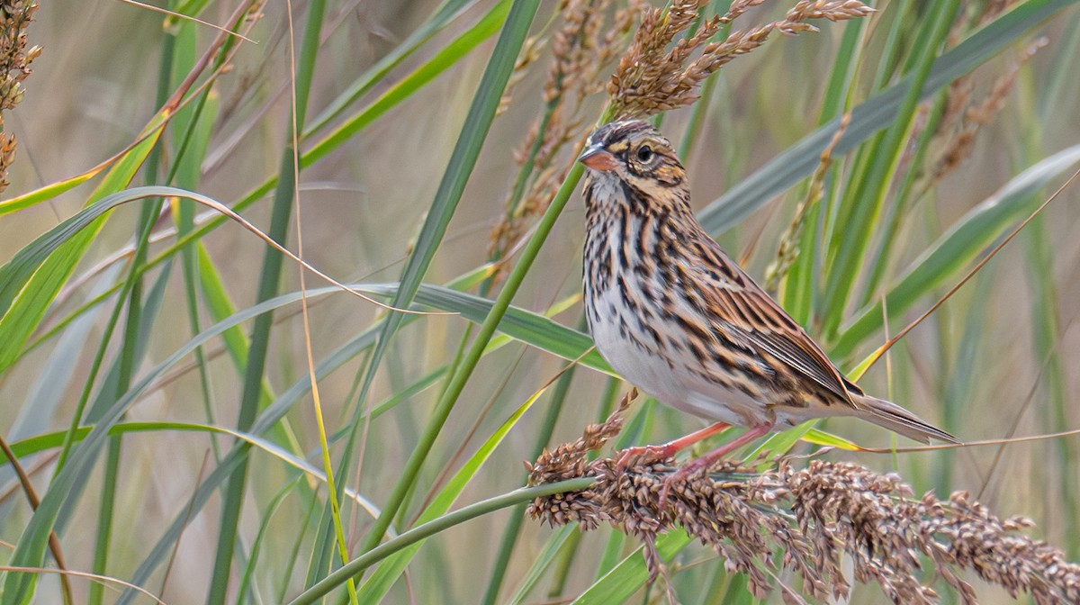 Savannah Sparrow - ML645695003