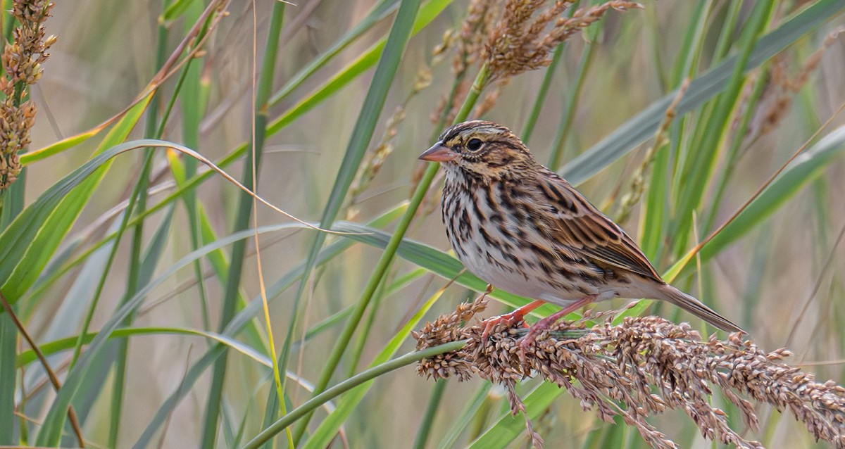 Savannah Sparrow - ML645695004