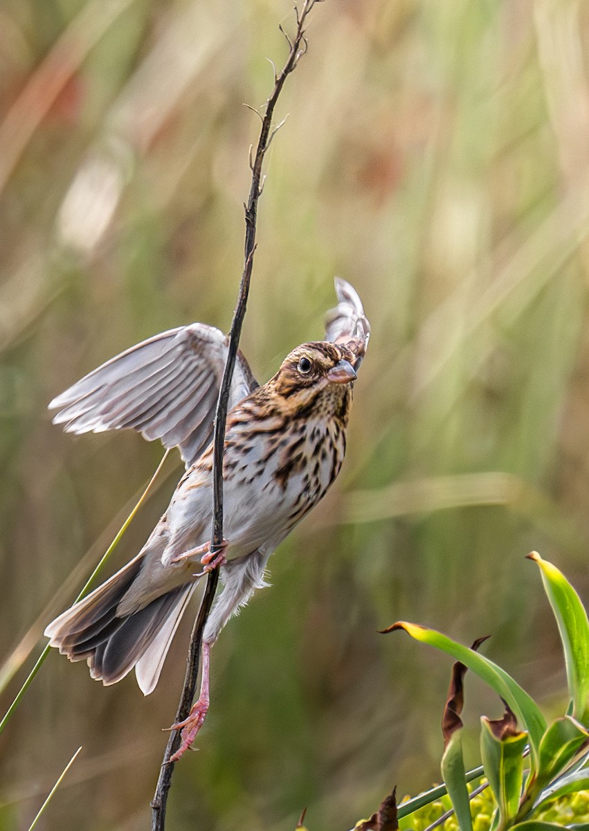 Savannah Sparrow - ML645695005