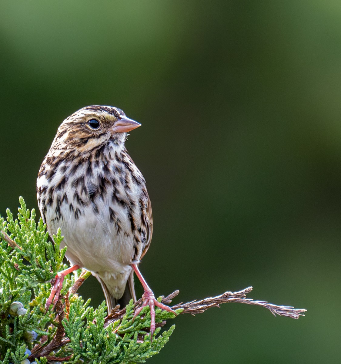 Savannah Sparrow - ML645695007