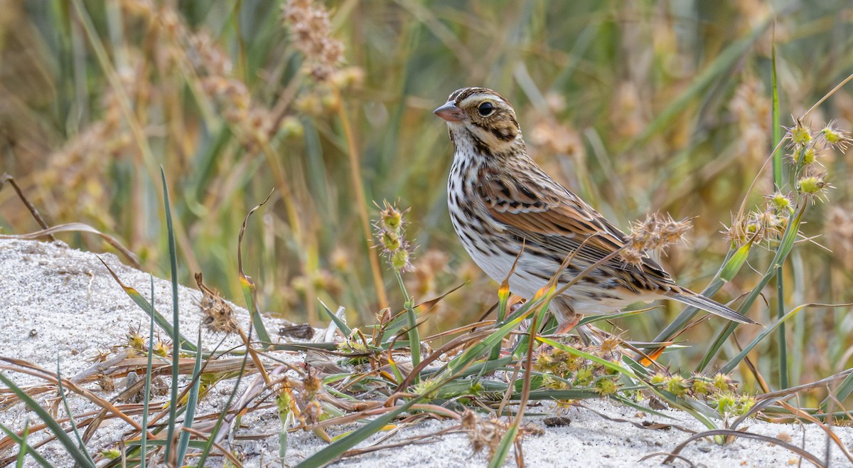Savannah Sparrow - ML645695008