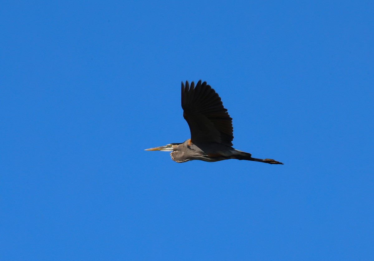 Great Blue Heron - ML645695014